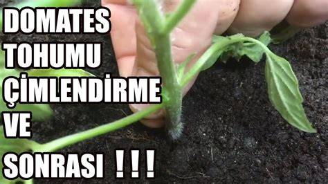 domates çimlendirme nasıl yapılır